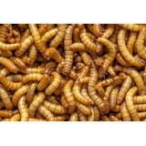 2 000 Larvas De Tenebrio Molitor