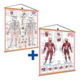 2 Banner: Esquelético Ósseo + Sistema Muscular Pôster Corpo Humano Mapa Medicina