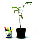 2 Palmeirinhas Caryota C  25cm Linda P  Vaso casa escritório