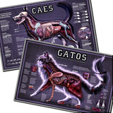 2 Posters 65x100cm Anatomia