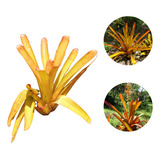 20 Bromelias Porto Seguro