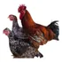 20 Ovos Ferteis Galinha Balão Sertanejo