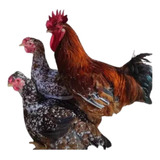 20 Ovos Ferteis Galinha Balão Sertanejo