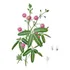 20 Sementes Da Planta Dorme-dorme !!!