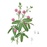 20 Sementes Da Planta