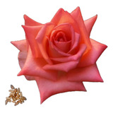 20 Sementes De Rosas