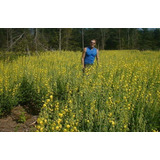 200 Sementes De Crotalaria