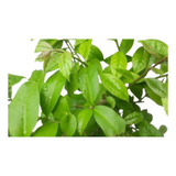 250 Folhas Fresca Ora