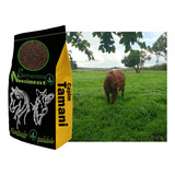 2kg Sementes De Capim
