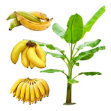 3 Mudas De Banana