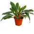 3 Mudas De Lumina Planta Exótica chlorophytum Orquídeastrum 