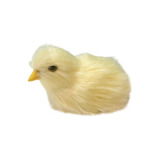3 Pintinhos De Galinha