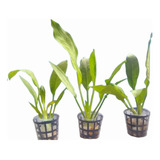 3 Planta Aquatica Amazonense