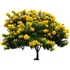 30 Sementes De Pau Fava  senna Macranthera  Frete 12 00