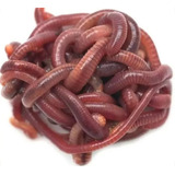 300 Minhocas Californianas 4cm