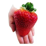 305 Sementes Morango Hibrido Vermelho Gigante Saboroso