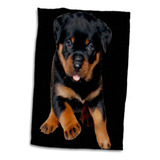 3d Rose Rottweiler Retrato