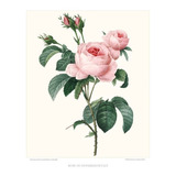 4 Gravuras De Rosas: Cyme, Chinensis, Hundred Petals...