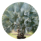 4 Mudas De Palmeira Azul (bismarckia Nobilis) 40cm A 60cm
