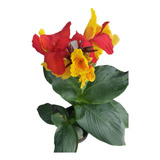 4 Und Canna Indica bulbo mudas C P Gv47 g60 gv39 g31