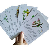 40 Cards Florais Do Dr  Edward Bach Tam  10x15 Couche 300 Gr