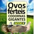 45 Ovos Galados Codorna Gigante Mistos + Brinde