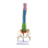 45cm Com Anatomia Anatomica