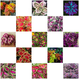 4800 Sementes Coleus Raros