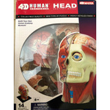 4d Human Head Anatomy