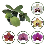 5 Mudas Orquidea Phalaenopsis