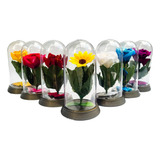 50 Mini Cupulas Rosa