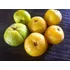 50 Sementes Caigaita Do Cerrado Fruta Rara Maravilhosa 
