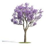 50 Sementes De Jacaranda