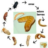 500 Larvas De Tenebrio