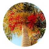 500 Sementes De Palmeira