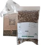 500 Sementes Grama Amendoim