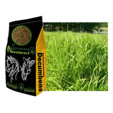 5kg Sementes De Brachiaria