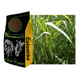 5kg Sementes De Capim
