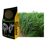5kg Sementes De Capim