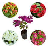6 Mudas De Primavera