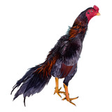6 Ovos De Galo