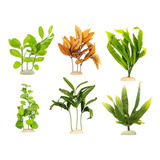 6 Plantas De Seda