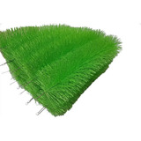 6 Uni De Escovas