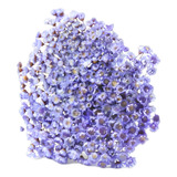 600 Sempre Viva Florzinha