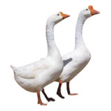8 Ovos De Ganso