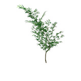 Planta
