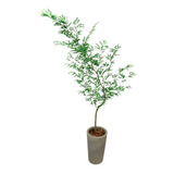 Planta