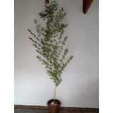 Árvore Bambu Mossô Artificial Tronco Natural 4m Folhas Perma