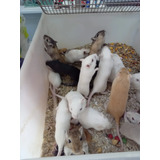 Gerbil Ou Esquilo Da Mong�lia Varias Cores Machos E Femeas