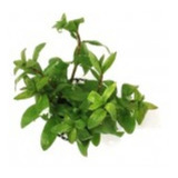Hygrophila Polisperma Rosanervig Planta Low Tech
